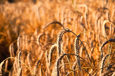 Golden wheat field backgroundの写真素材