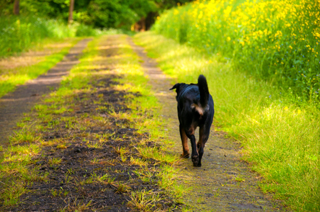 Black dog on walkの写真素材