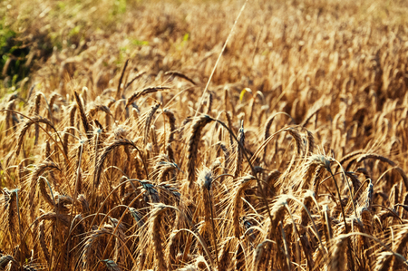 Golden wheat field backgroundの写真素材