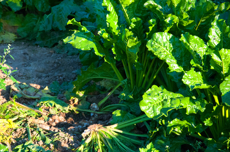 Fodder beetroot field on countryの写真素材