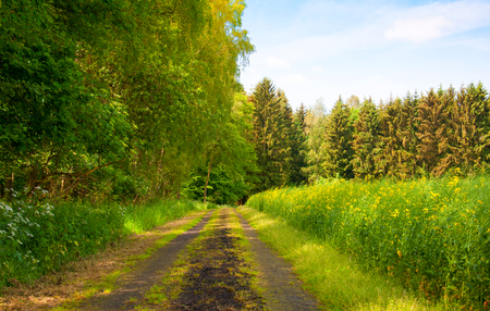 Sandy country road through the forestの写真素材