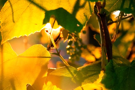 Sunlight through vines leavesの写真素材