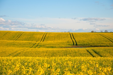 Rape field in summertimeの写真素材