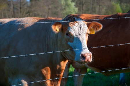 Brown cows behind fenceの写真素材