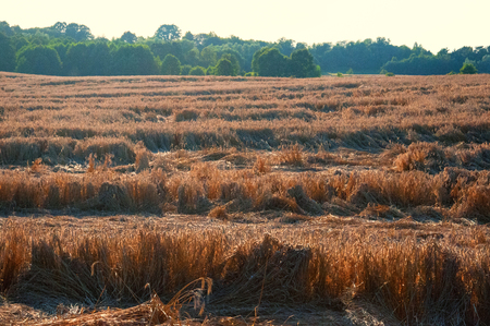 Destroyed wheat fieldの写真素材