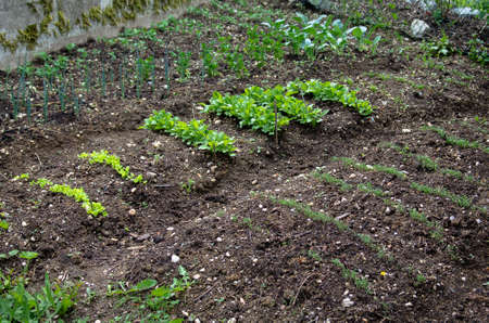 A freshly planted vegetable garden. With dill, carrots and lettuce plants.の写真素材