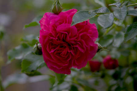 Beautiful red rose bloom of a bush rose in the foreground. To pluck now up and give it to your loved one.の写真素材