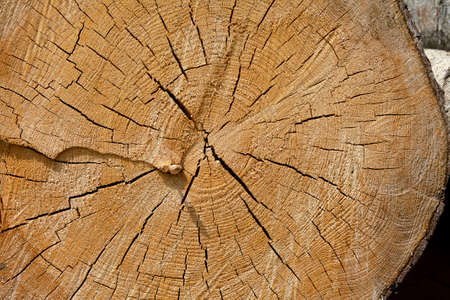 Texture of a cut tree trunk in close-up. You can even see the annual rings.の写真素材