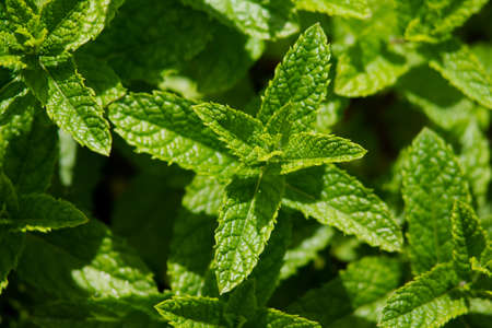 Moroccan mint close up. In a very juicy greenの写真素材