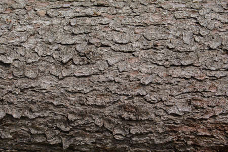 Texture of a tree bark viewed up close.の写真素材