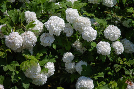 A Guelder rose with many beautiful flowers in a large bush ..の写真素材