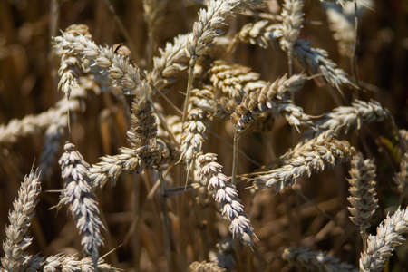 Texture of a wheat field just before harvest.の写真素材