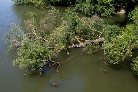 A tree plunged into a river.の写真素材