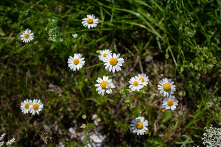 Lots of flowers from the real camile.の写真素材