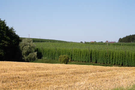 Hop garden landscape. The hop perennials have already grown up. The hop cones are not yet mature. You can see many varieties of hops here.の写真素材
