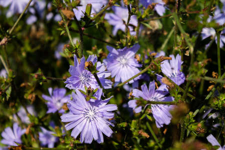 Many blue cornflowers photographed in nature.の写真素材