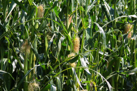 Texture of corn plants with young corn cobs.の写真素材