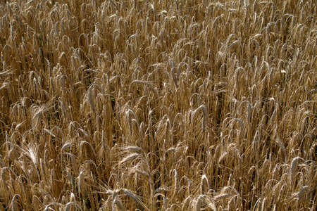 Texture of a rye field in close-up.の写真素材