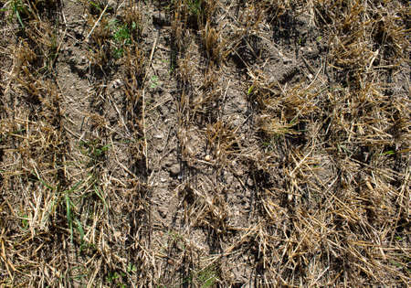 Texture of a parched wheat field. Only part of the spars are left.の写真素材