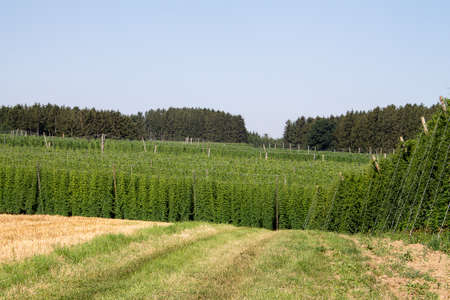 Hop garden landscape. The hop perennials have already grown up. The hop cones are not yet mature. You can see many varieties of hops here.の写真素材