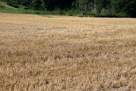 Texture of a parched wheat field. Only part of the spars are left.の写真素材