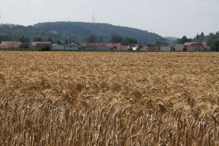 In the foreground a field of rye. In the background a small town and a hill.の写真素材