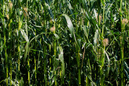 Texture of corn plants with young corn cobs.の写真素材