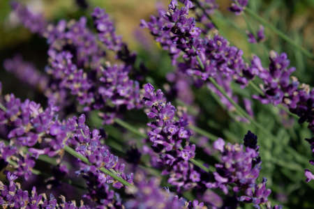 Lavender embellishes every garden and balcony with an intense fragrance and bright flowers.の写真素材