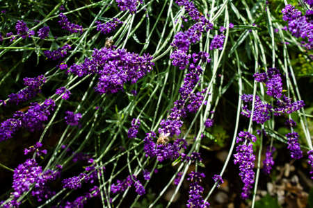 Lavender embellishes every garden and balcony with an intense fragrance and bright flowers.