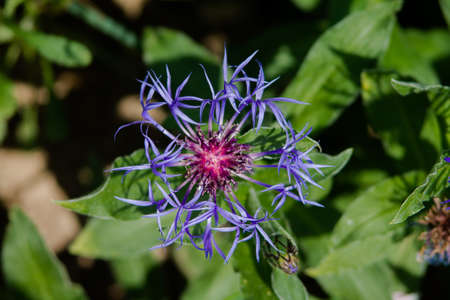 Perennial cornflower - mountain knapweed - Centaurea Montana in a beautiful combination of blue and purple flower parts.の写真素材