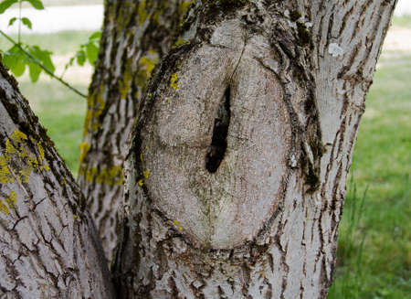 A knothole on a walnut tree.の写真素材