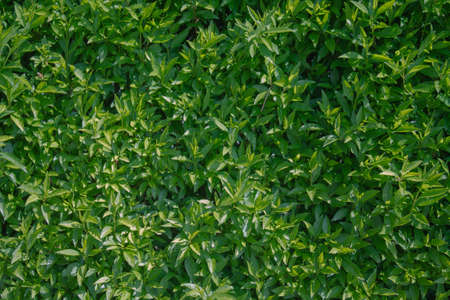 An evergreen hedge with serrated leaves.の写真素材