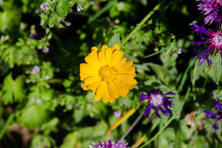 Very beautiful yellow garden marigold edged in purple cornflowers.の写真素材