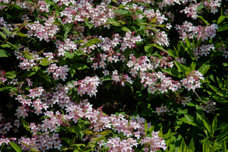 Texture fo a blooming hedge with many pink blossoms.の写真素材