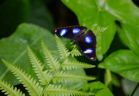 On a fern leaf you can see a butterfly with the name - common eggfly - Hypolimnas bolina. It has a nice blue color.の写真素材