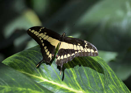 King Swallowtail - Papilio thoas a black butterfly with a beige drawingの写真素材