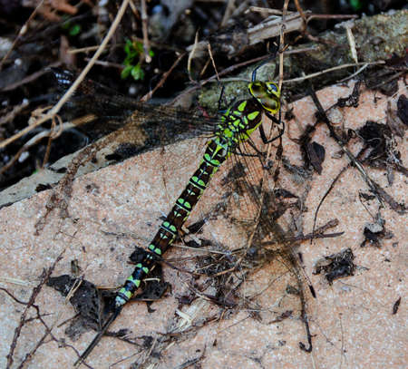 Blue Darner - Aeshna cyanea. A very nicely patterned dragonfly.の写真素材