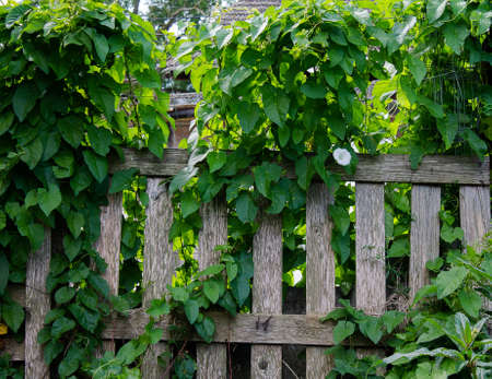 Old garden fence overgrown with creepers.の写真素材