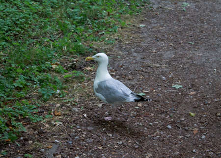 A gull runs in a meadow.の写真素材