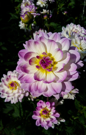 The Sandia Melody water lily dahlia has large, white purple flowers.の写真素材