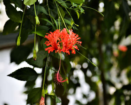 The flower of the Hibiscus schizopetalus resembles a coral, both in color and in shape.の写真素材