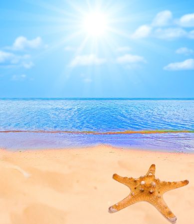 Sea star on a beach sandの写真素材