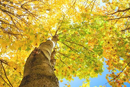 Green and yellow trees in a parkの写真素材