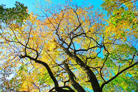 Trees and branches - leaves green and yellowの写真素材