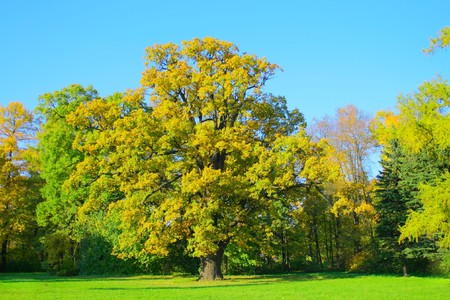 Park treesの写真素材