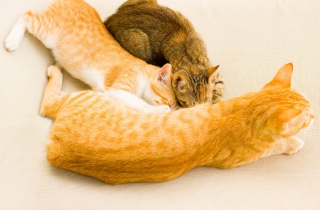 suckingの写真素材