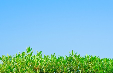 plantsの写真素材