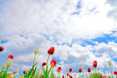 Ant's eye viewの写真素材