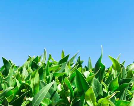 Skies Above Leaves Below の写真素材