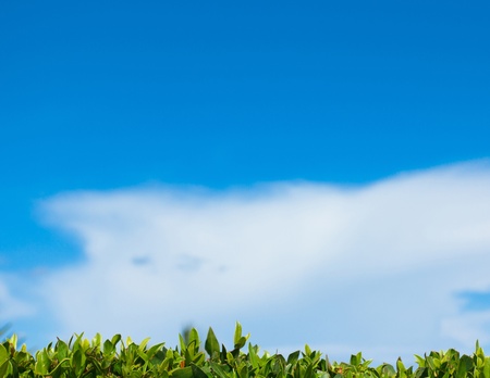 Skies Above Leaves Below の写真素材